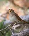 Le mâle commence à chanter **lors de sa migration** vers son lieu de reproduction.